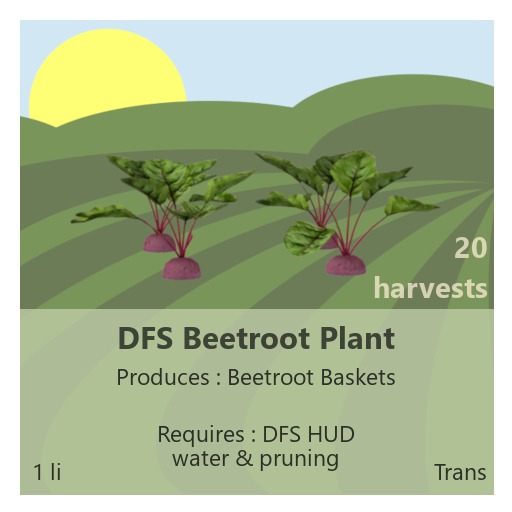 DFS Beetroot Plant