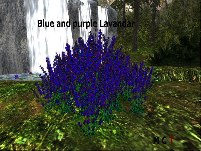 Blue and Purple Lavander