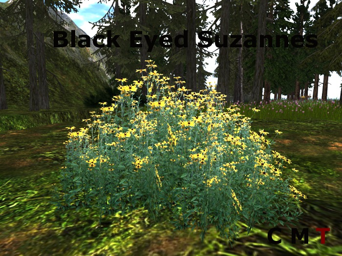 Black Eyed Suzannes