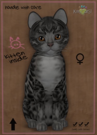 KittyCatS Box - New Born Kitten