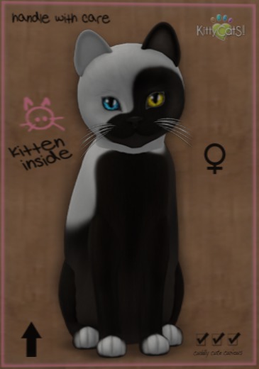 KittyCatS Box - New Born Kitten