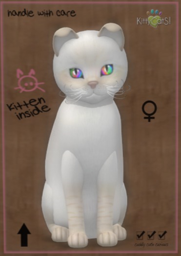 KittyCatS Box - New Born Kitten