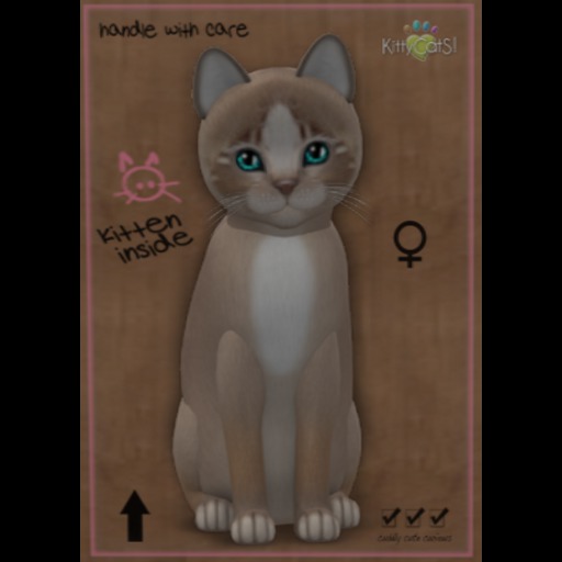 KittyCatS Box - New Born Kitten