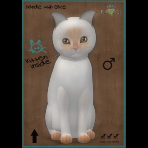 KittyCatS Box - New Born Kitten