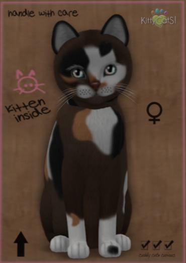 KittyCatS Box - New Born Kitten