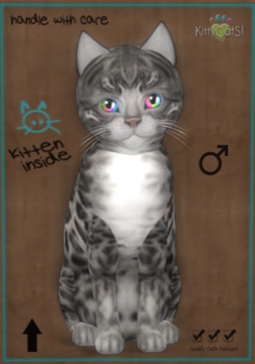 KittyCatS Box - New Born Kitten