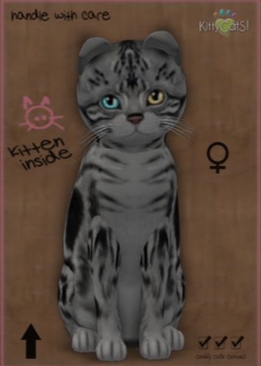 KittyCatS Box - New Born Kitten