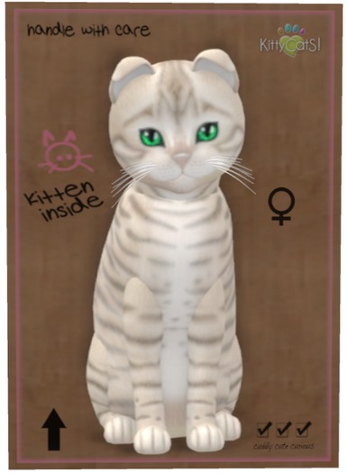 KittyCatS Box - Toyger - Snow