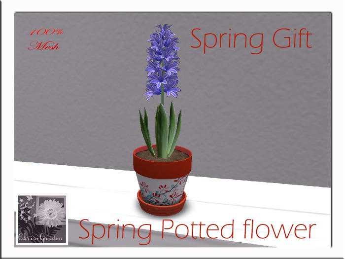 C*Spring potted plant Gift