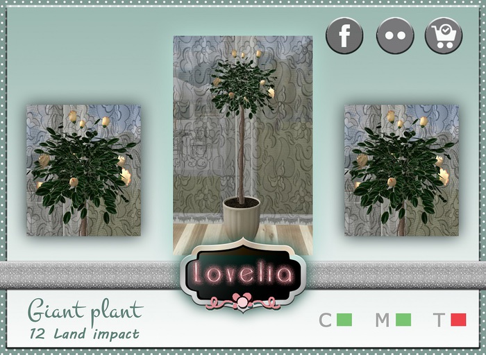 LOVELIA Giant plant
