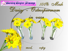 BOX_Daisy - Osteospermum in glass vase,yelow_001KV_4