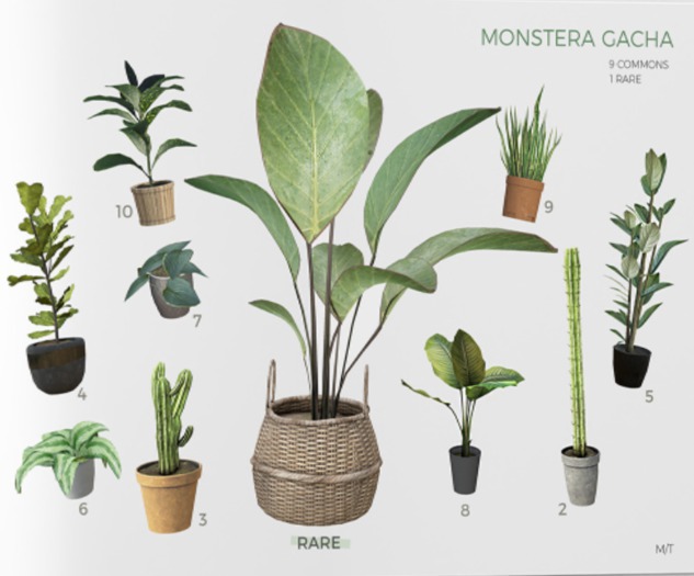 MINIMAL - Monstera Plant RARE