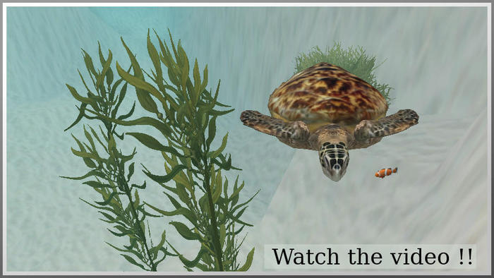 72001 hawksbill sea turtle