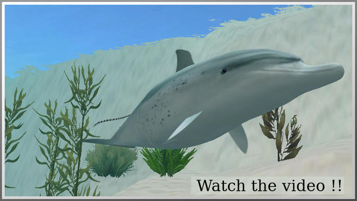 dolphin2