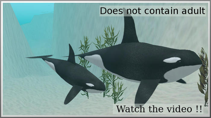 51003 baby orca whale