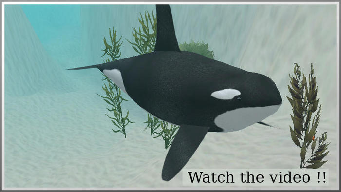 51002 adult orca whale