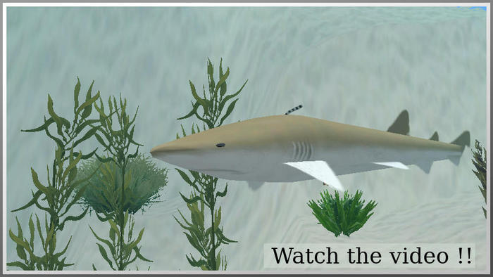 50002 catshark brown