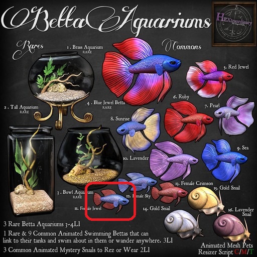 11. *HEXtraordinary* Female Betta - Jewel