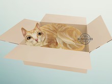 (fd) Cat - 16 Curled In Box RARE
