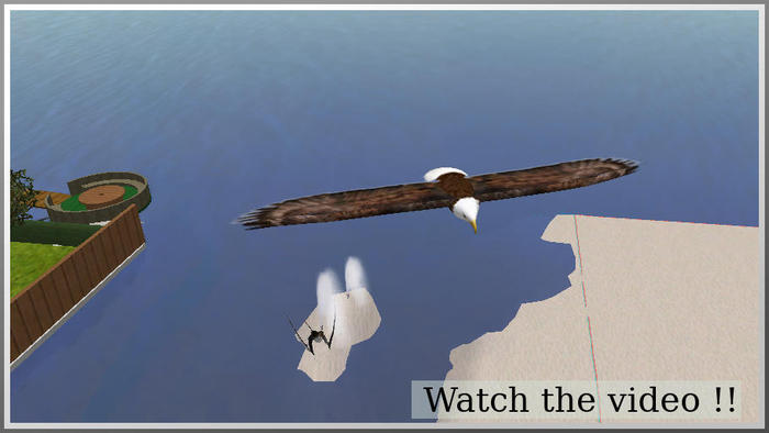 flying bald eagle