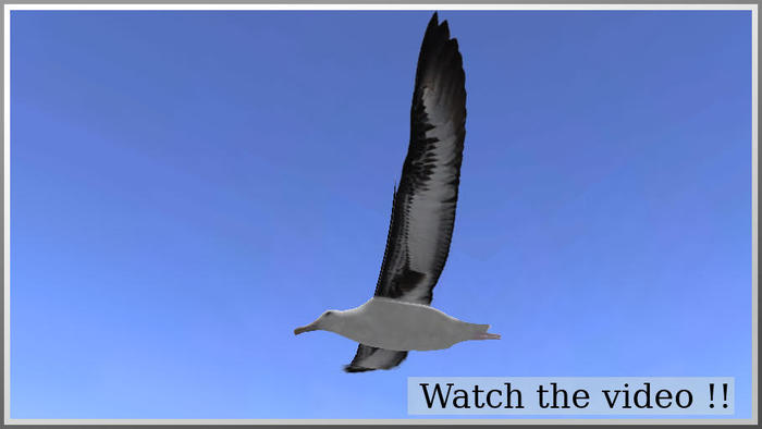 flying albatross