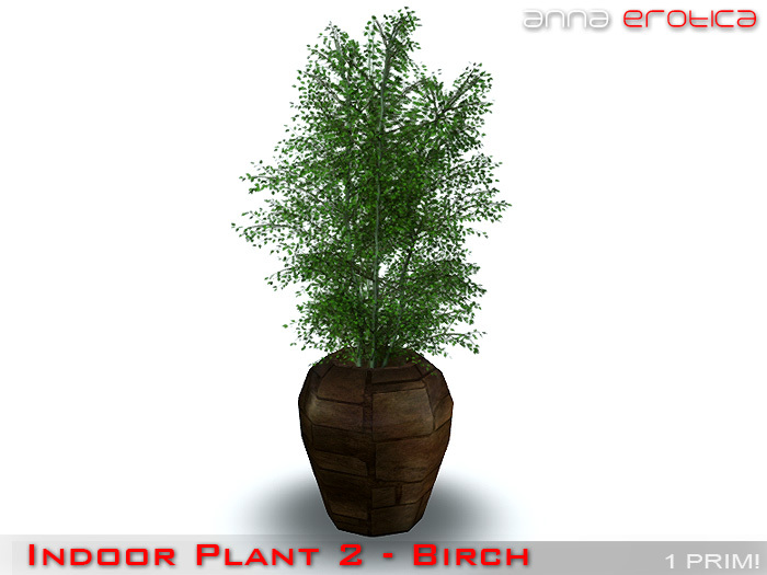 Anna Erotica - ONE PRIM Indoor Plant2! (birch)