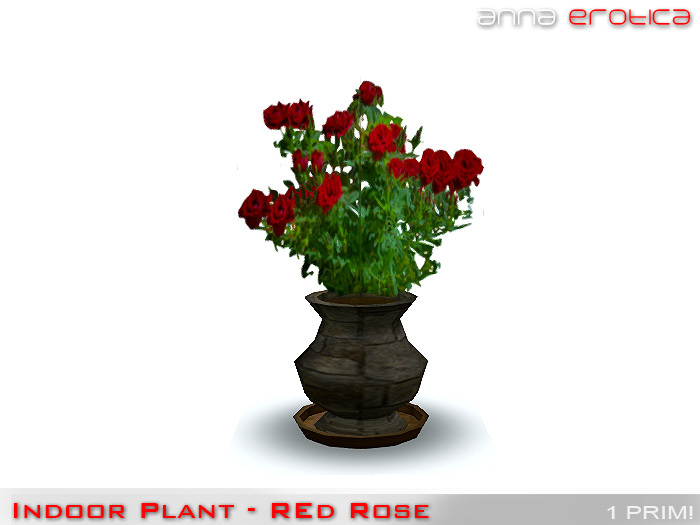 Anna Erotica - Indoor Plant (Red Roses) - 1 Prim! (box)