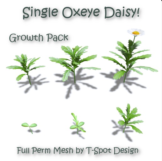 Second Life Marketplace TSpot Mesh Oxeye Daisy Growth Pack 1 FP