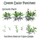 T-Spot Mesh - Oxeye Daisy Growth Pack 2 - FP - LI=0.5-0.8