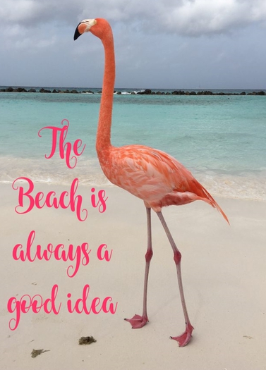 Flamingo picture
