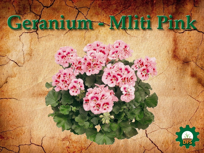 DFS Texture  Geranium - Mliti Pink