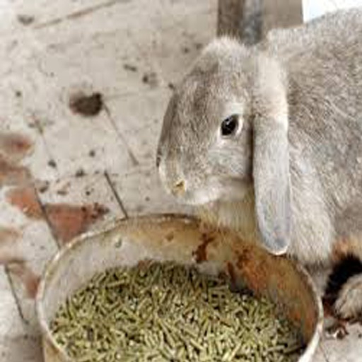 DFS Rabbit Food (300)