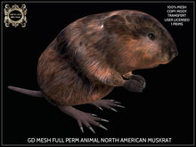 GD MESH FULL PERM ANIMAL NORTH AMERICAN MUSKRAT