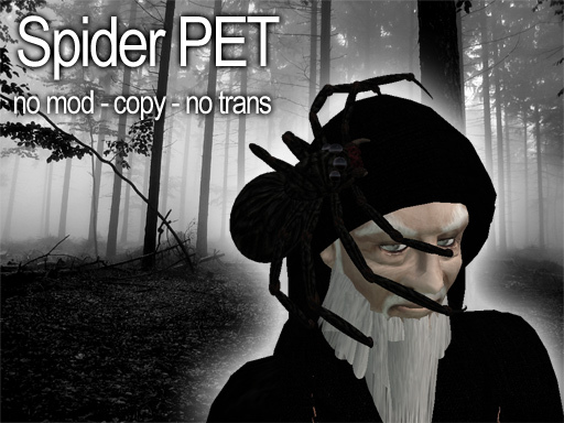 small spider pet almost free