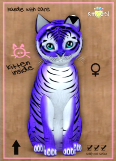 KittyCatS Box - New Born Kitten