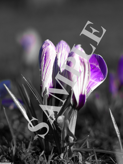 Orchid