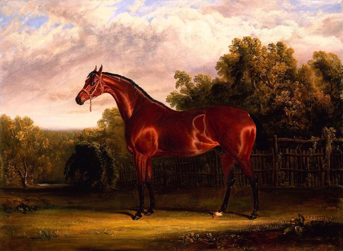 BAY HORSE