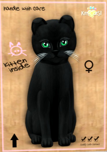 KittyCatS Box - New Born Kitten