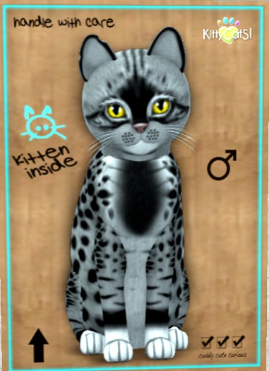 KittyCatS Box - New Born Kitten