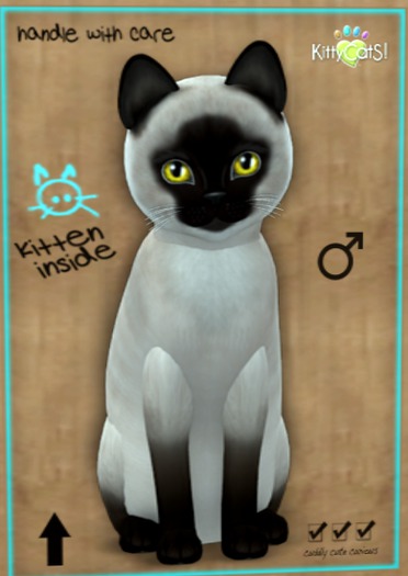 KittyCatS Box - New Born Kitten