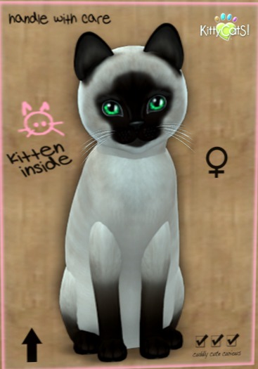 KittyCatS Box - New Born Kitten