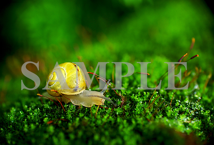 Snail's Pace