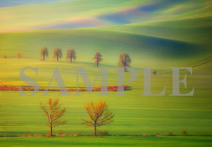 Spring Fields