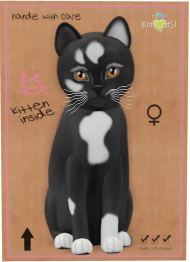 KittyCatS Box - Genesis - Domino V - Toy