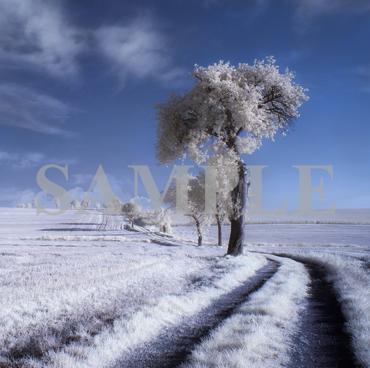 White Dust