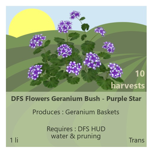DFS Flowers Geranium Bush - Purple Star