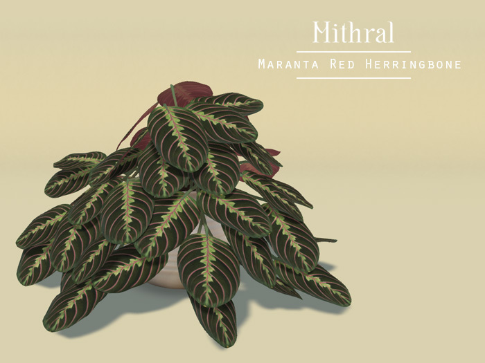 Mithral * Maranta Red Herringbone (White Pot)