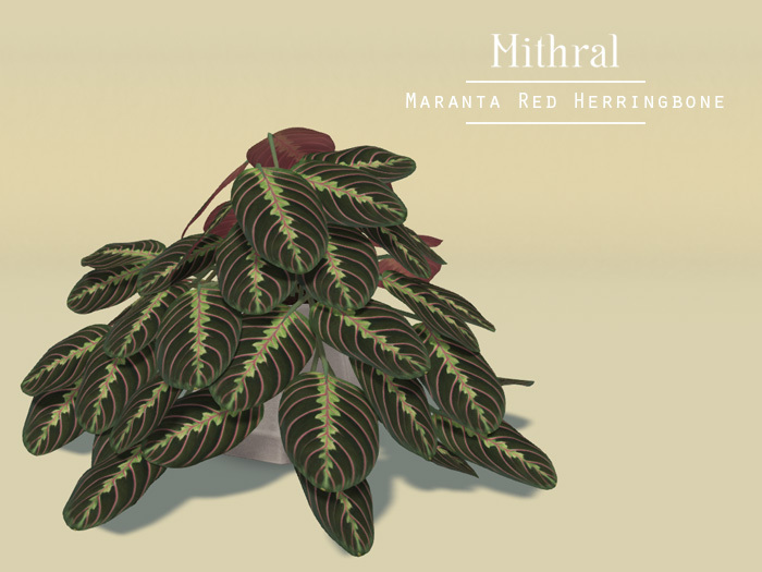 Mithral * Maranta Red Herringbone (Diamond Pot)