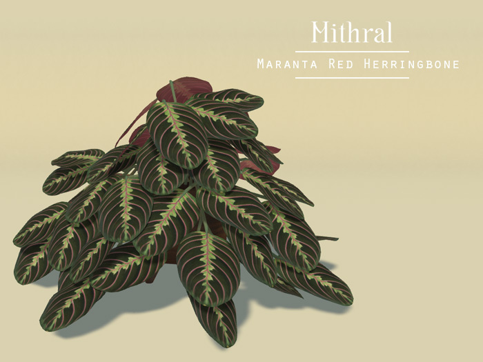 Mithral * Maranta Red Herringbone (Wood Pot)
