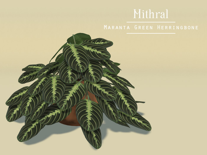 Mithral * Maranta Green Herringbone (Copper Pot)